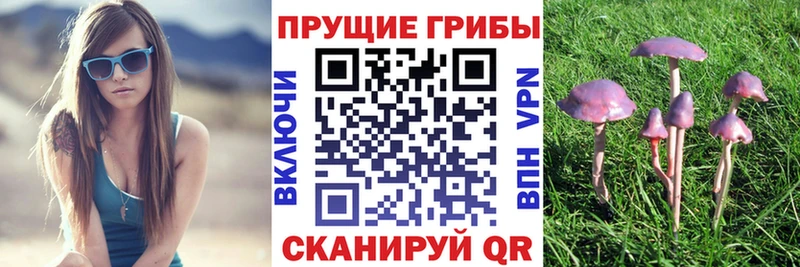блэк спрут tor  Змеиногорск  Псилоцибиновые грибы мухоморы  что такое  